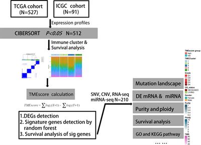 Comprehensive Genomic Characterization of Tumor Microenvironment and Relevant Signature in Clear Cell Renal Cell Carcinoma